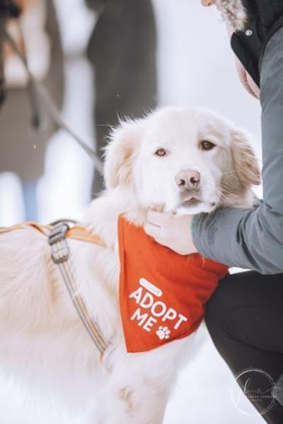 Wuschelrüde Medo sucht sein Zuhause
