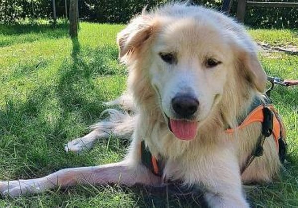 Wuschelrüde Medo sucht sein Zuhause