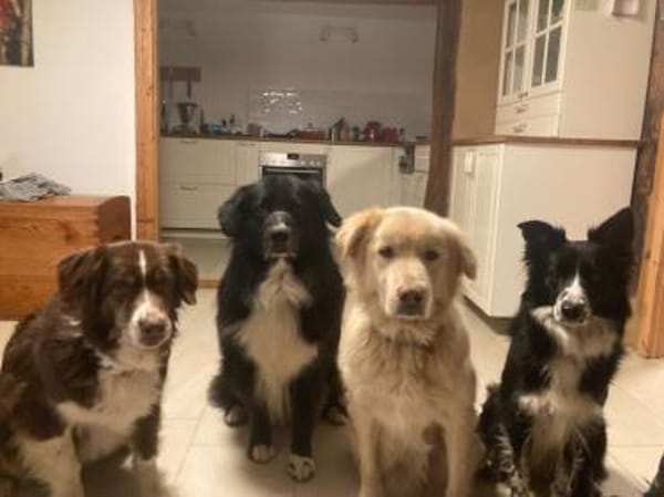 Wuschelrüde Medo sucht sein Zuhause