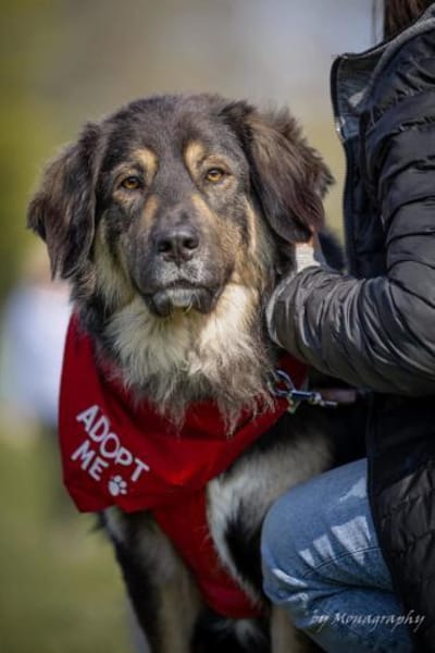 Aramis 💗 wartet in 50169 Kerpen