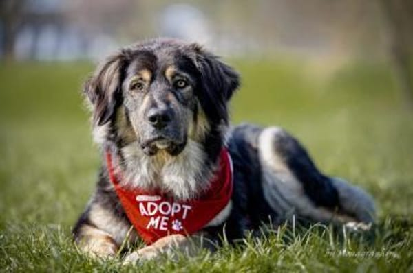 Aramis 💗 wartet in 50169 Kerpen