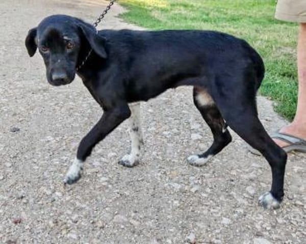 Jagdhund Mix, Hündin, 2 Jahre