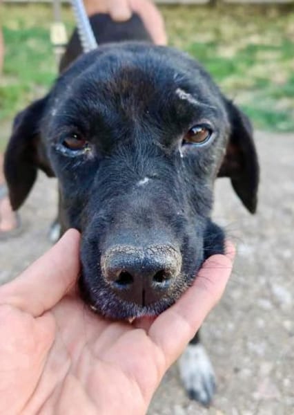 Jagdhund Mix, Hündin, 2 Jahre