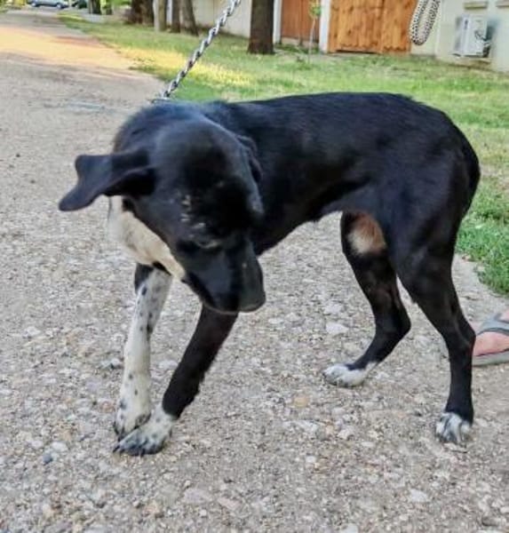 Jagdhund Mix, Hündin, 2 Jahre