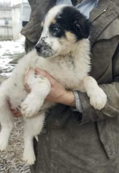 Kalinka 34 cm (Mrz 26) Pflegestelle