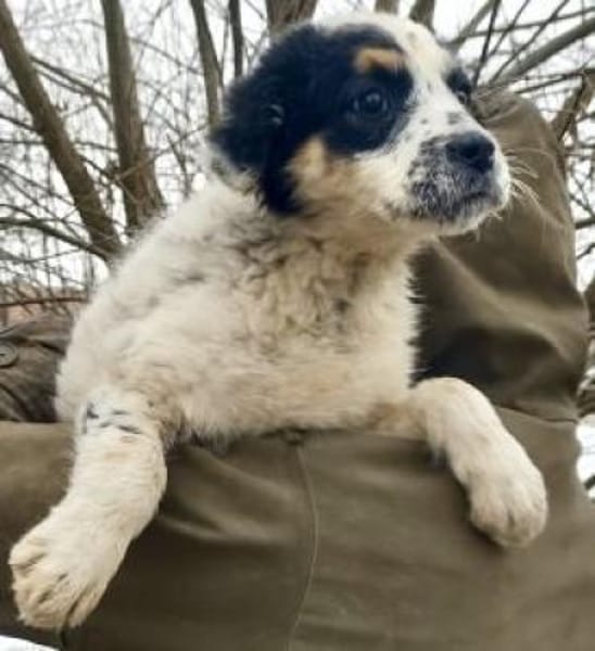 Kalinka 34 cm (Mrz 26) Pflegestelle