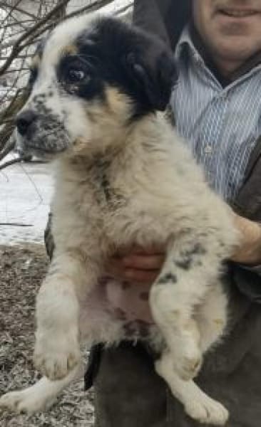 Kalinka 34 cm (Mrz 26) Pflegestelle