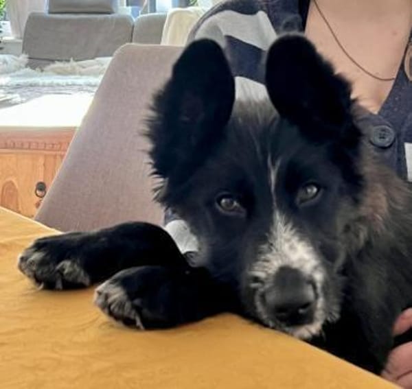 Rocco, offen, verspielt, neugierig