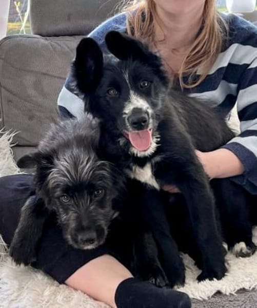 Rocco, offen, verspielt, neugierig