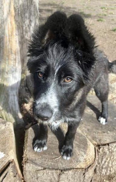 Rocco, offen, verspielt, neugierig