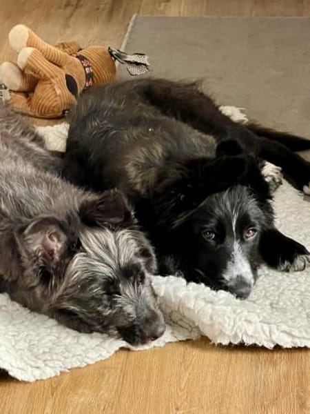 Rocco, offen, verspielt, neugierig