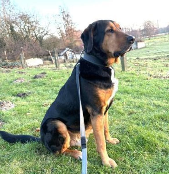 Abe - loyaler Freund für Hundeerfahrene