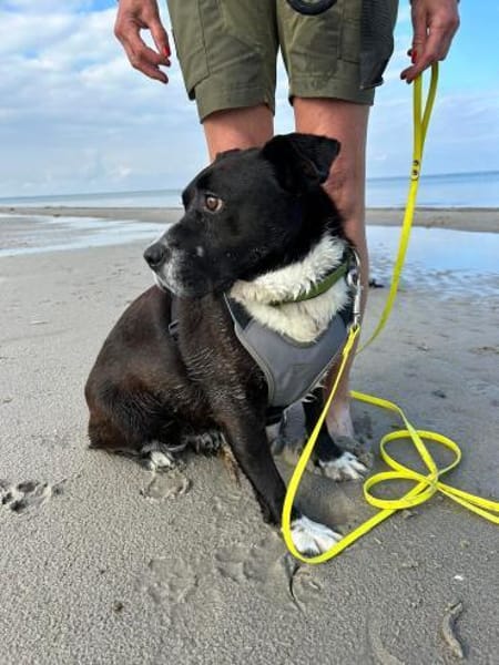 Hübsche Hündin, 5 Jahre