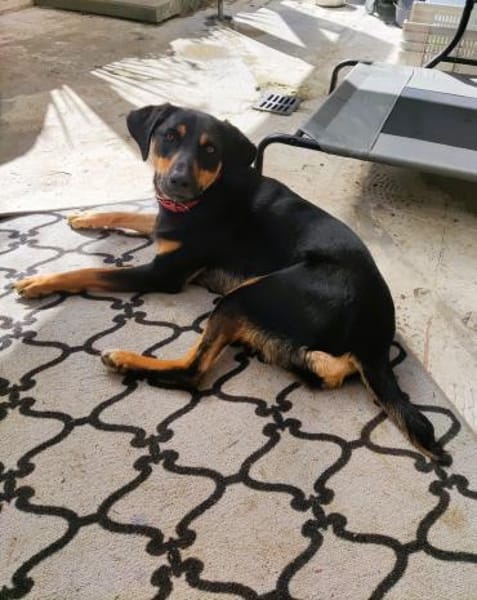 ❤Elenia...THERAPIE- oder BESUCHSHUND