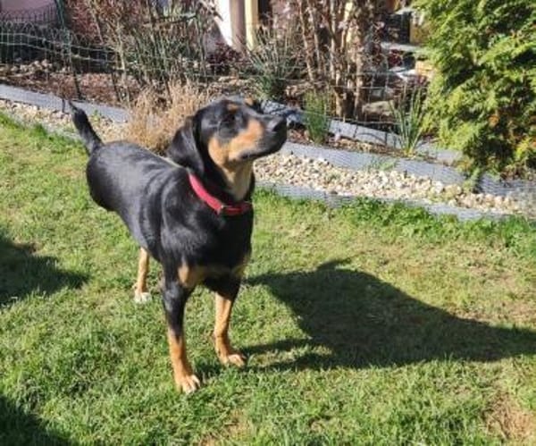 ❤Elenia...THERAPIE- oder BESUCHSHUND