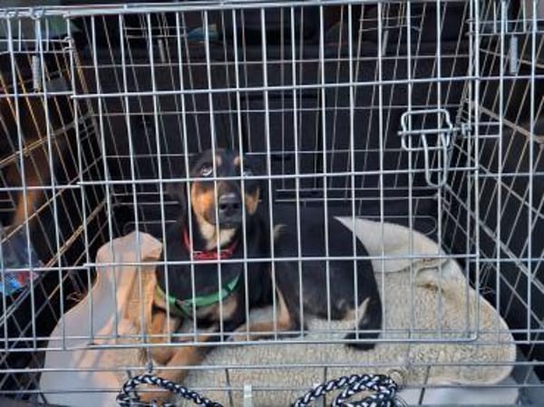 ❤Elenia...THERAPIE- oder BESUCHSHUND