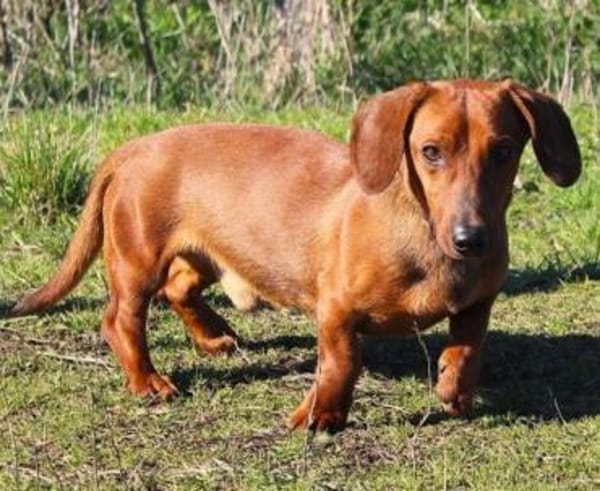 Damien, verträglicher Dackelmann