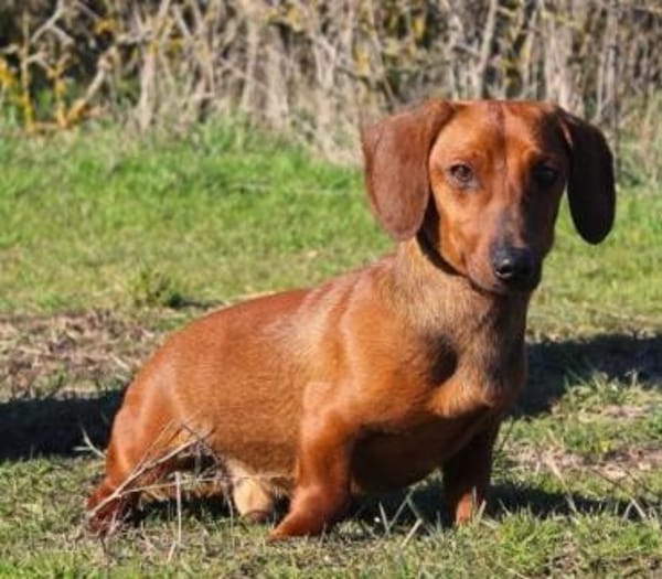 Damien, verträglicher Dackelmann