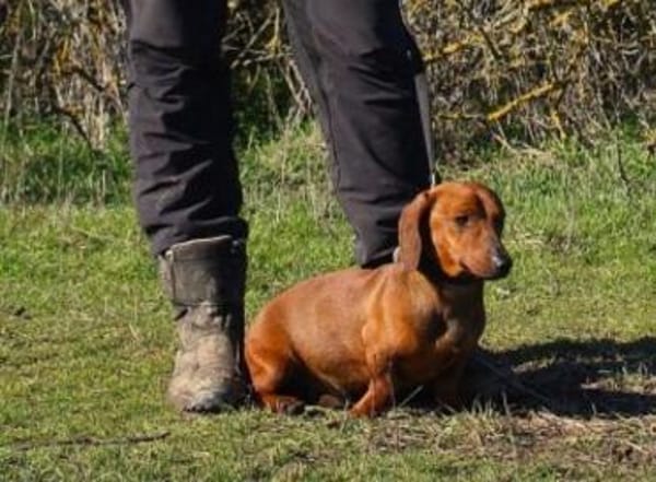 Damien, verträglicher Dackelmann