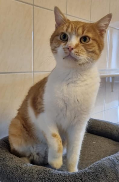 Marci, sehr lieb als Zweitkatze