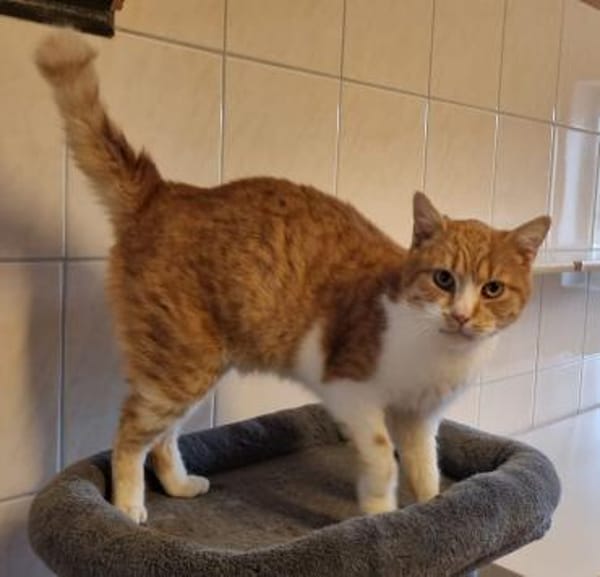 Marci, sehr lieb als Zweitkatze