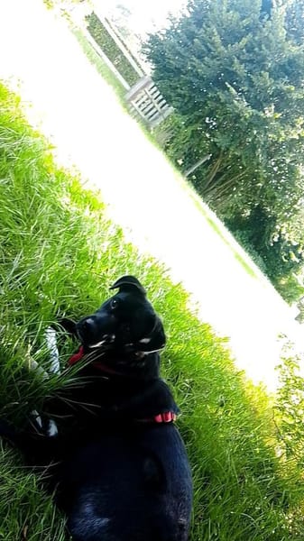 Süße Zoe sucht  sein für immer Zuhause