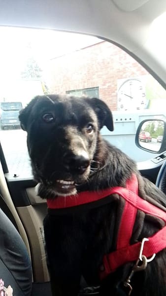 Süße Zoe sucht  sein für immer Zuhause