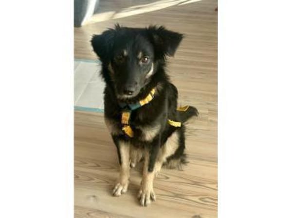 Ladybug - wartet in 91320 Ebermannstadt