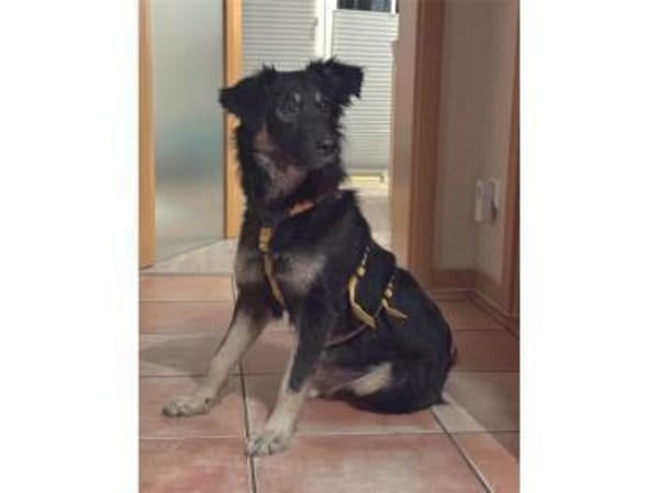 Ladybug - wartet in 91320 Ebermannstadt