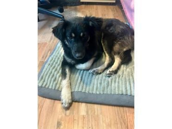 Ladybug - wartet in 91320 Ebermannstadt