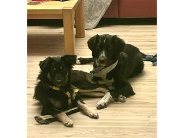 Ladybug - wartet in 91320 Ebermannstadt