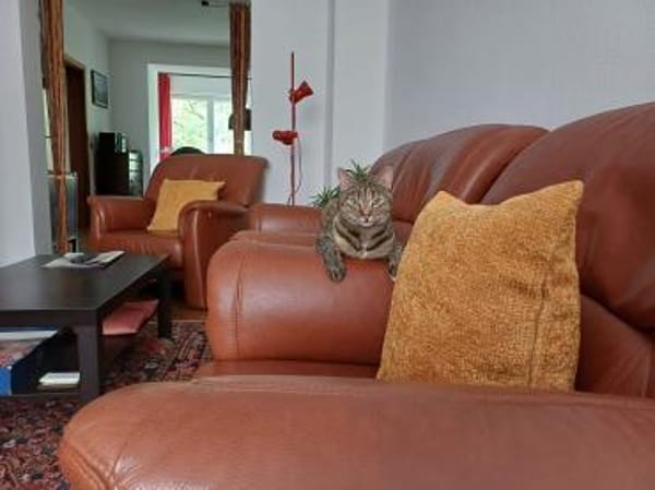 hübsche Tigerin Mia aus Frankfurt