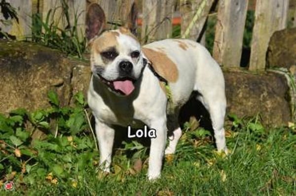 LOLA