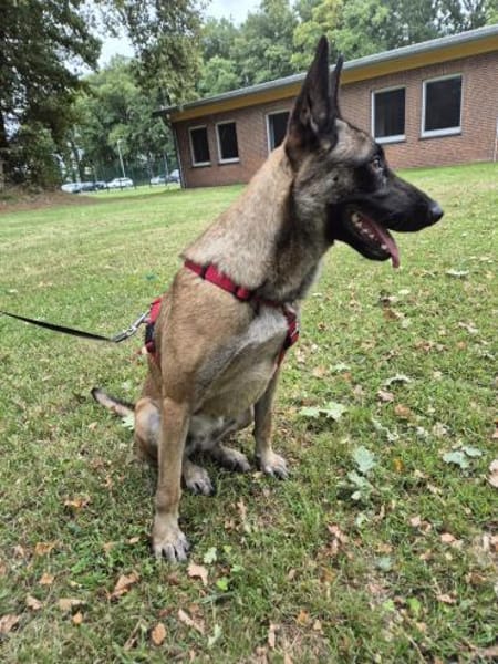 Liebevolle Malinois Mischlings Hündin