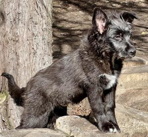 Samson, agil, verspielt, offen