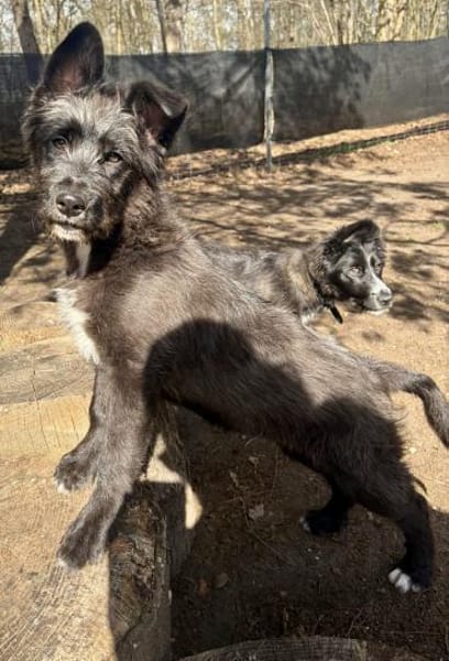 Samson, agil, verspielt, offen