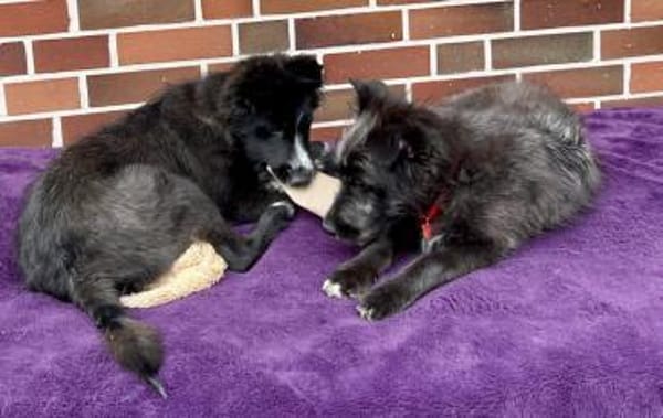 Samson, agil, verspielt, offen