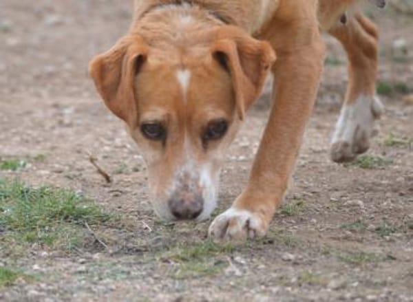 Estrella- freut sich über jede Zuwendung