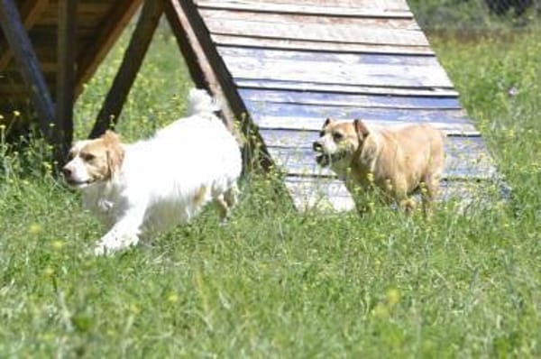 Estrella- freut sich über jede Zuwendung