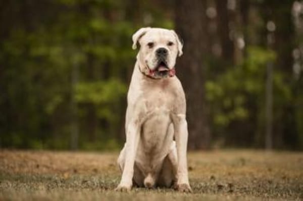 Samurai wartet traurig im Tierheim