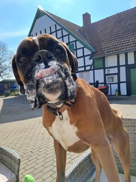 Charly - taffe Boxerleute gesucht