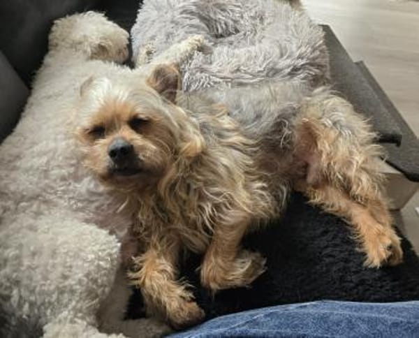 Nilo geht jedem Konflikt aus dem Weg