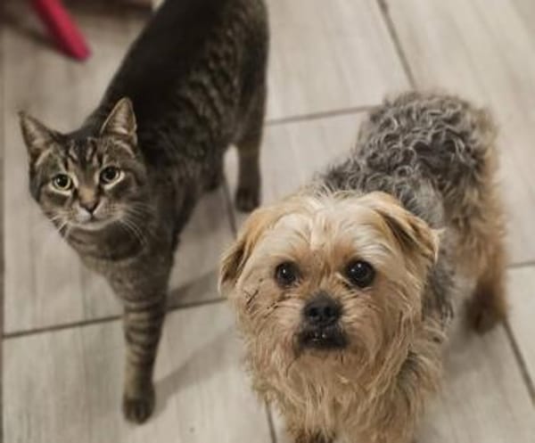 Nilo geht jedem Konflikt aus dem Weg