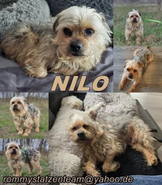 Nilo geht jedem Konflikt aus dem Weg