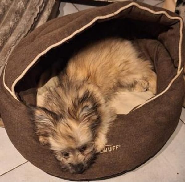 💙Daphne  verspielt, neugierig💙