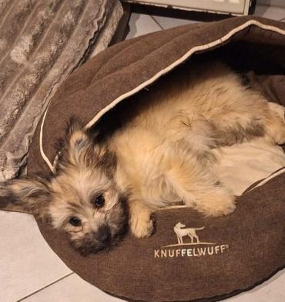 💙Daphne  verspielt, neugierig💙