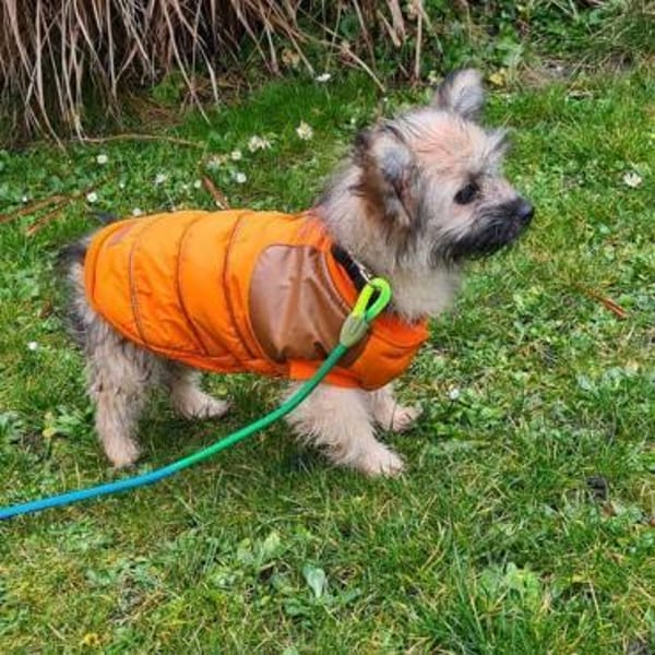 💙Daphne  verspielt, neugierig💙