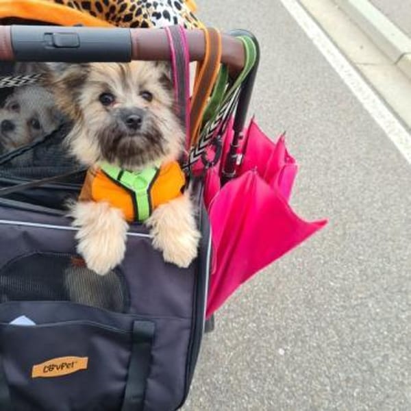 💙Daphne  verspielt, neugierig💙