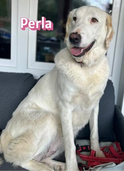 Perla - sanftmütig und aktiv