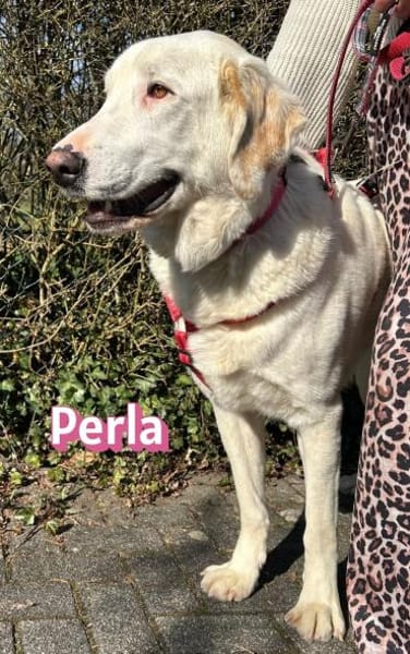 Perla - sanftmütig und aktiv